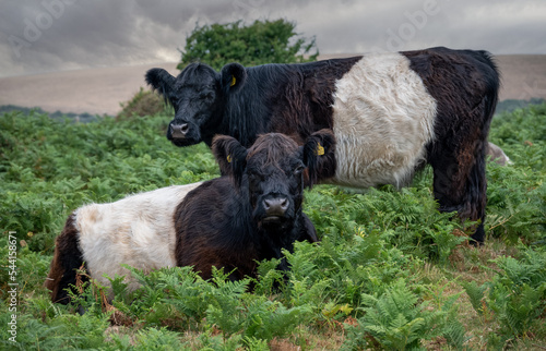 Two Belted Galloway cows  amongst the fern on North Hill, Exmoor photo