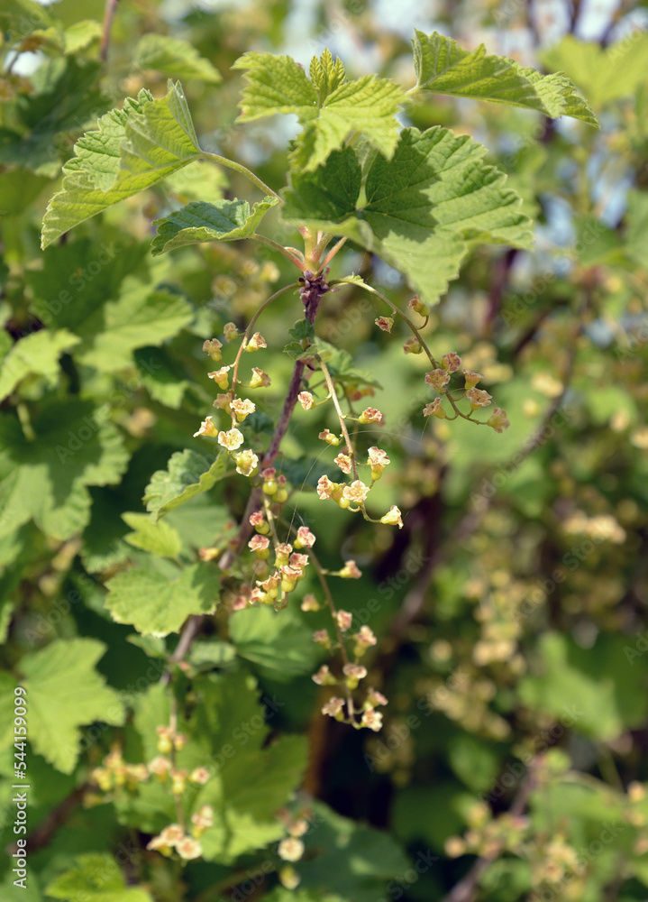 Blooming red currant (Ribes rubrum L.). Spring Blooming red currant (Ribes rubrum L.). Spring