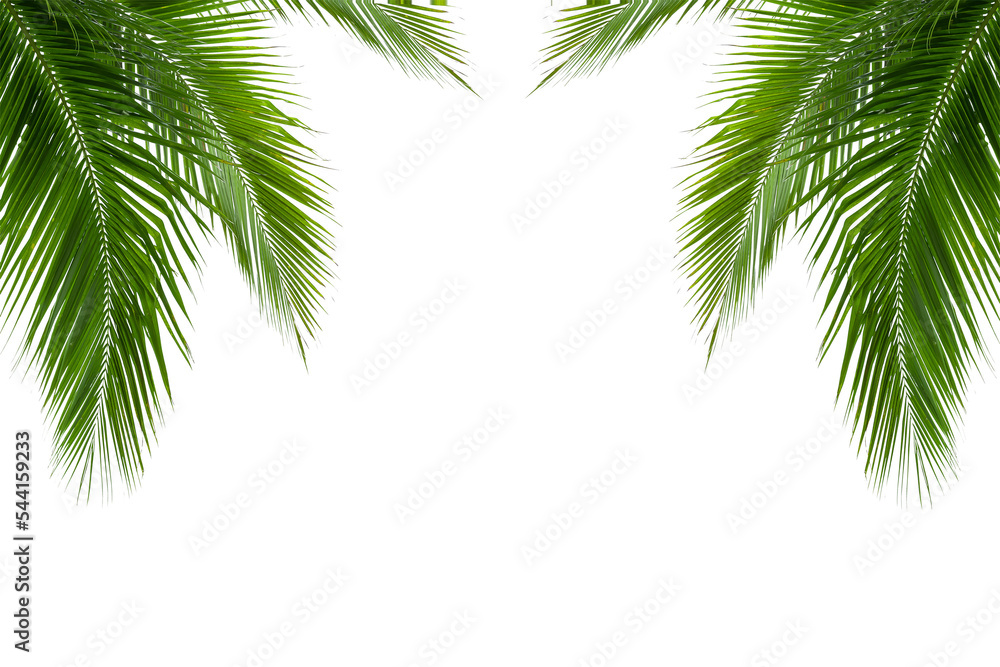 palm tree isolated on white background - obrazy, fototapety, plakaty 