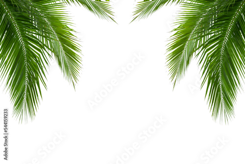 Canvastavla palm tree isolated on white background