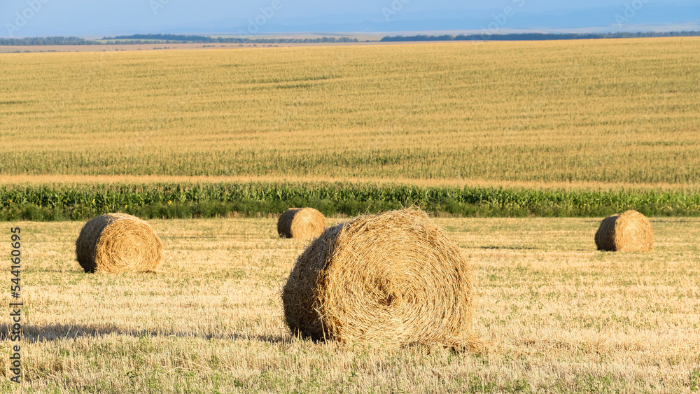 Bright yellow and golden Haystacks on agricultural field in sunny autumn day. Haystacks on the field, close-up view. Autumn nature landscapes and backgrounds. Golden Hay rolls in the countryside. Bright yellow and golden Haystacks on agricultural field in sunny autumn day. Haystacks on the field, close-up view. Autumn nature landscapes and backgrounds. Golden Hay rolls in the countryside.