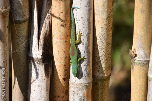 Andasibe, Madagascar: Lined day gecko