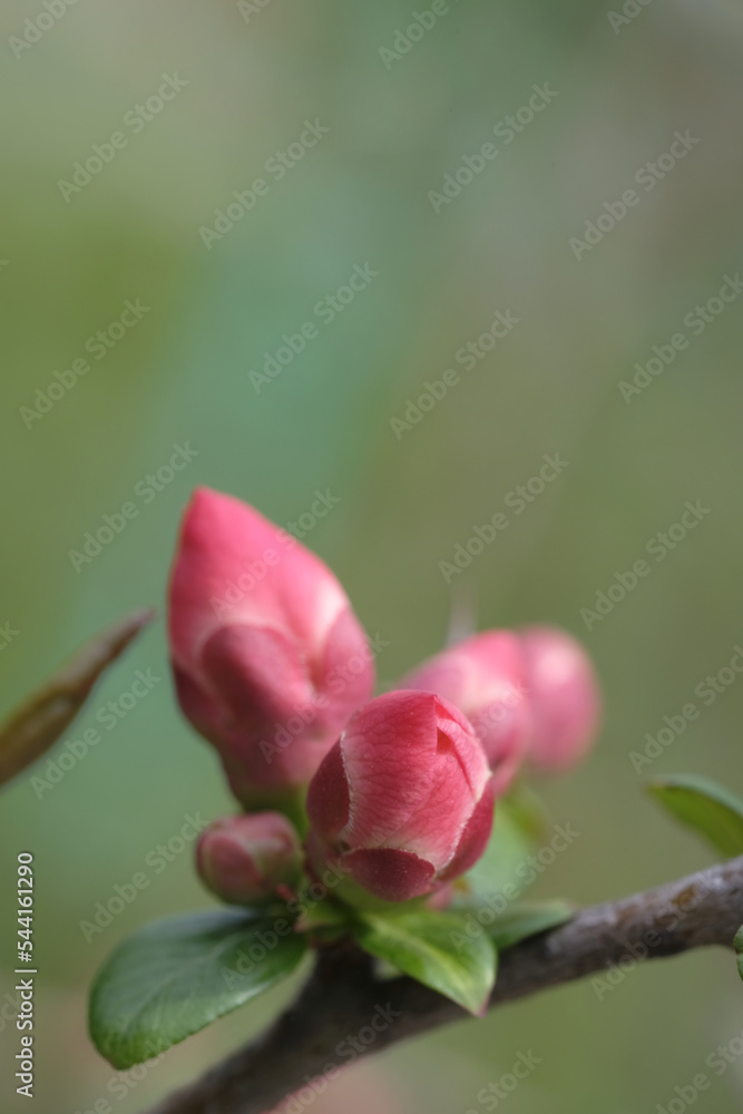 Buds of pink apple blossom on branches. Buds of pink apple blossom on branches.