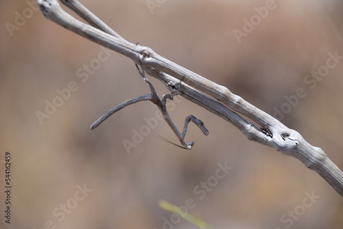 Isalo National Park, Madagascar: Twig-mimic praying mantis