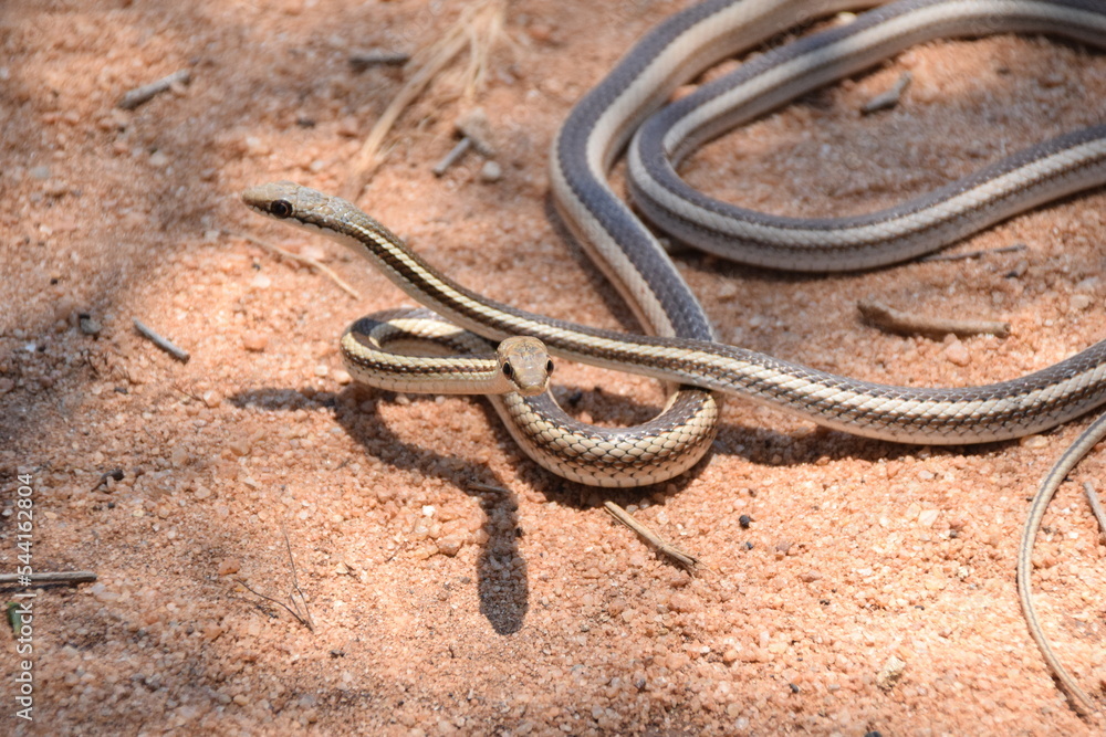 Madagascar: Bernier's striped snake, Zombitse-Vohibasia National Park Madagascar: Bernier's striped snake, Zombitse-Vohibasia National Park