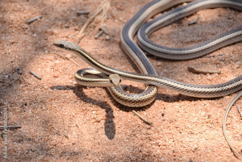 Madagascar: Bernier's striped snake, Zombitse-Vohibasia National Park