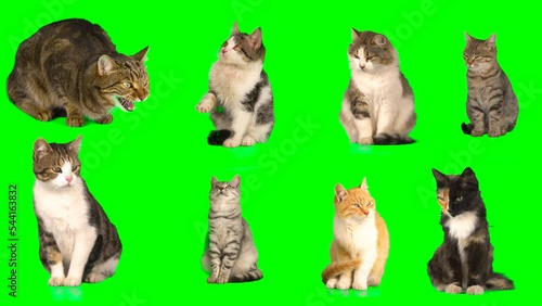 cat kitty set on green background screen isolated