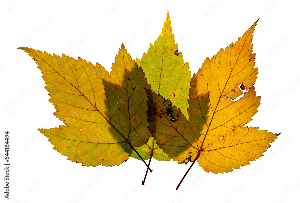 Three overlapping Manitoba Maple leaves in falls colors and full of holes from decay. On a transparent background
Three overlapping Manitoba Maple leaves in falls colors and full of holes from decay. On a transparent background