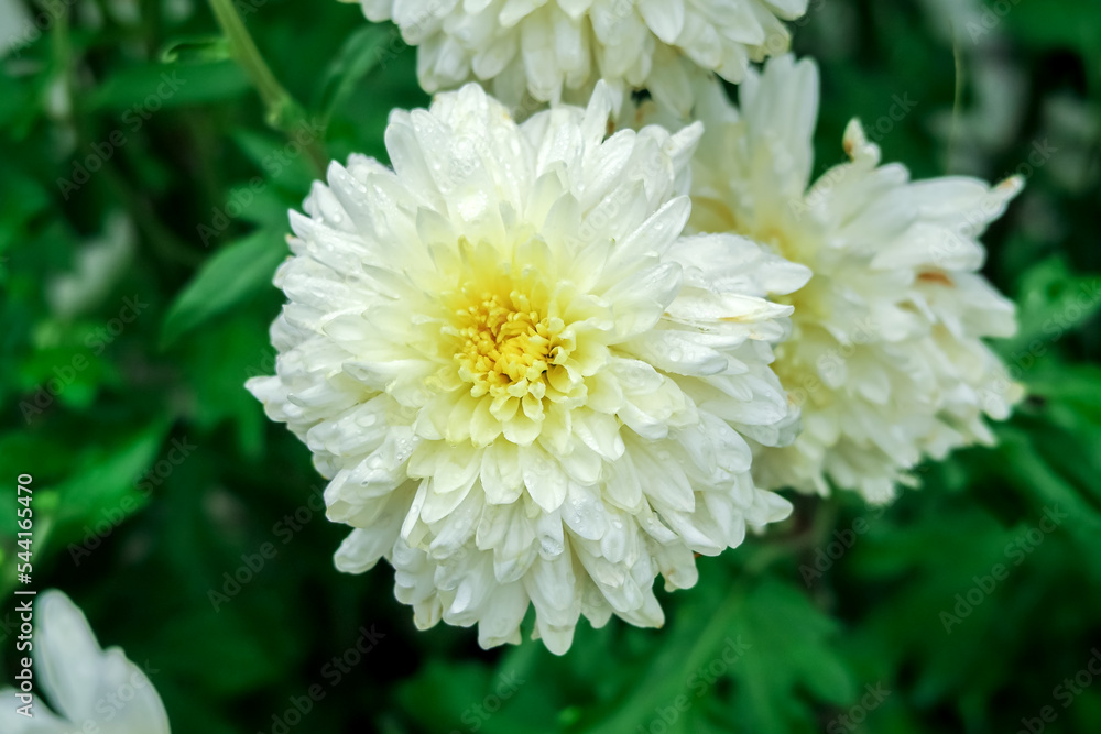 white chrysanthemums grow in a flower garden. cultivation of garden flowers concept