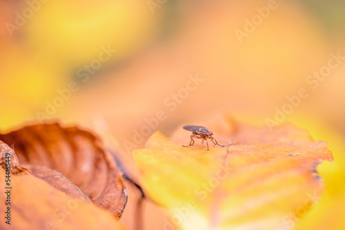 Insect on autumn yellow leaf in autumn forest. photo