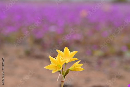 yellow and purple flowers in Desierto Florido of Atacama in Chile