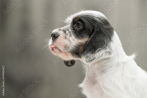 Portrait close-up english setter young dog. Blue belton. photo