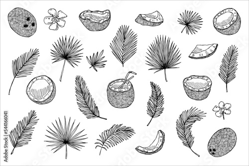 Set of coconut cliparts. Hand drawn nut icon. Tropical illustration. For print, web, design, decor