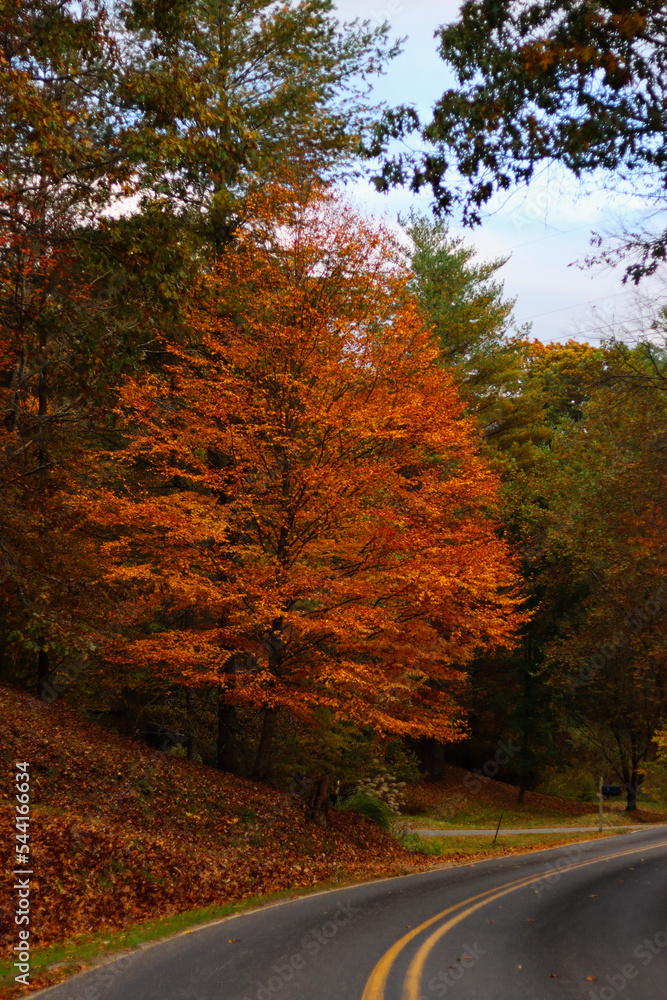 Fototapeta premium road in autumn forest