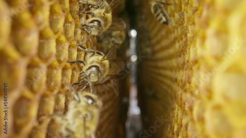 Bees crawl on frames with honeycombs in a beehive close-up photo