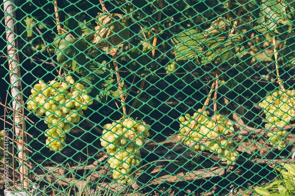 Bunches of green white ripe grapes on vines behind grid in summe Bunches of green white ripe grapes on vines behind grid in summe