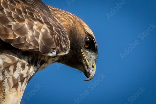red-tailed hawk portrait