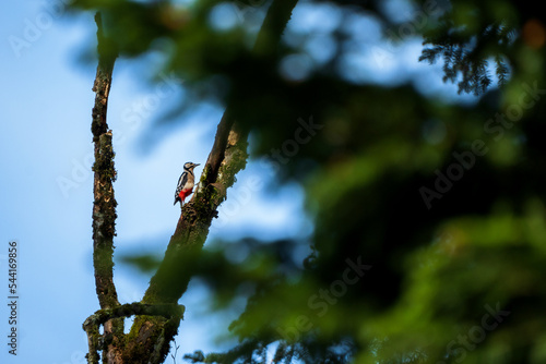 Foto pecker