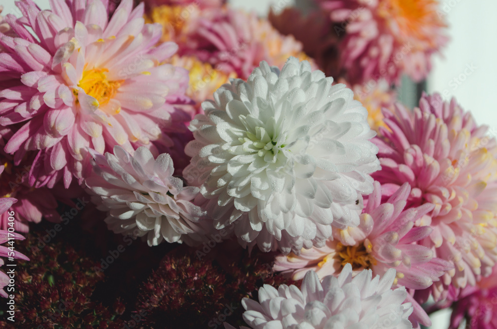 A close up photo of a bunch of dark pink chrysanthemum flowers with yellow centers and white tips on their petals.