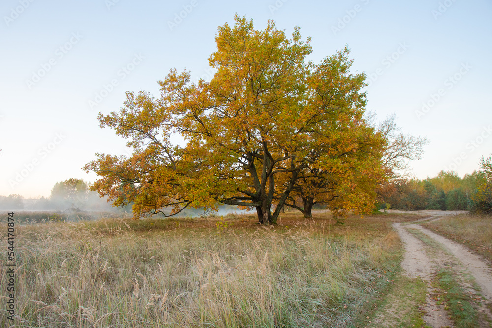 Fototapeta premium Beautiful foggy morning at the old oaks avenue