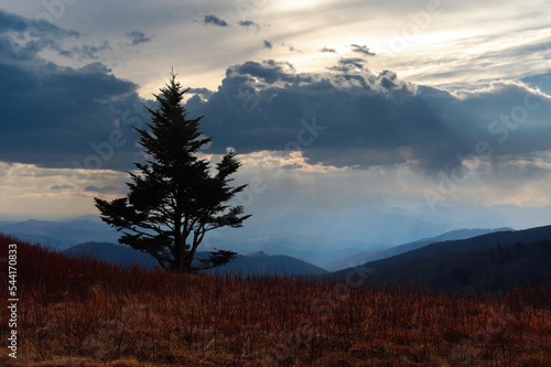Tree outline in the mountains