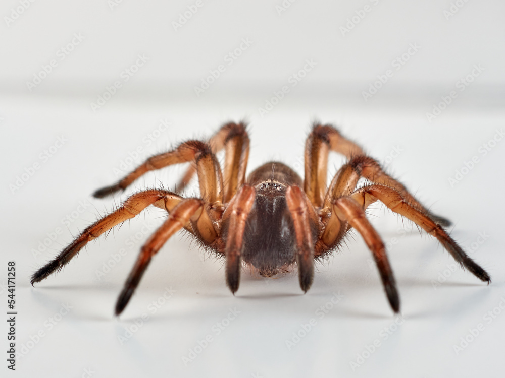 Tubetrapdoor and Wishbone Spiders. Genus Nemesia Tubetrapdoor and Wishbone Spiders. Genus Nemesia