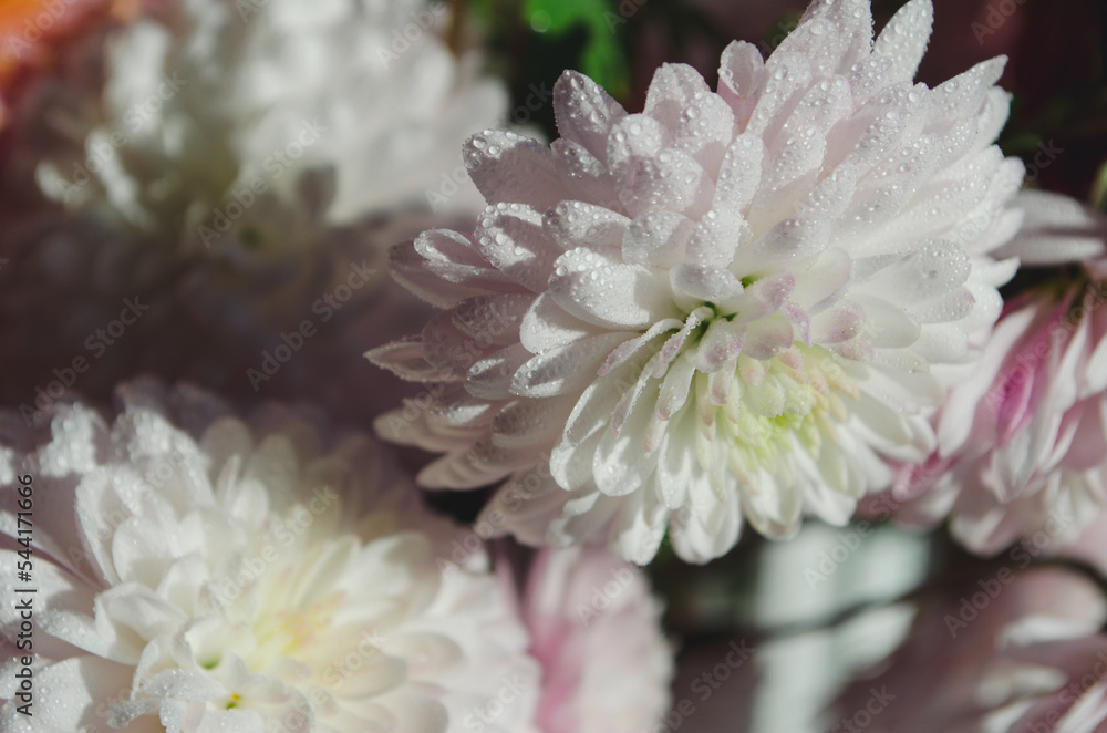 A close up photo of a bunch of dark pink chrysanthemum flowers with yellow centers and white tips on their petals. A close up photo of a bunch of dark pink chrysanthemum flowers with yellow centers and white tips on their petals.