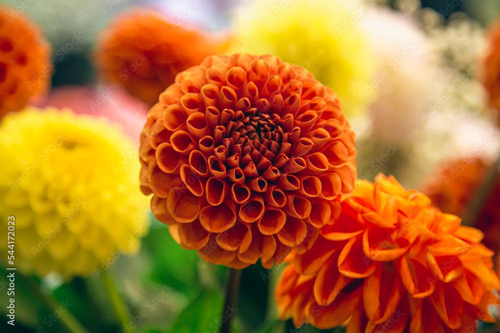 Orange and yellow dahlias flowers on a blurred background, soft focus. Orange and yellow dahlias flowers on a blurred background, soft focus.