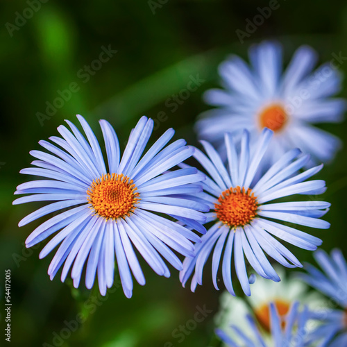 Blue Felicia flowers. Bright blue purple chamomile with yellow stamens photo