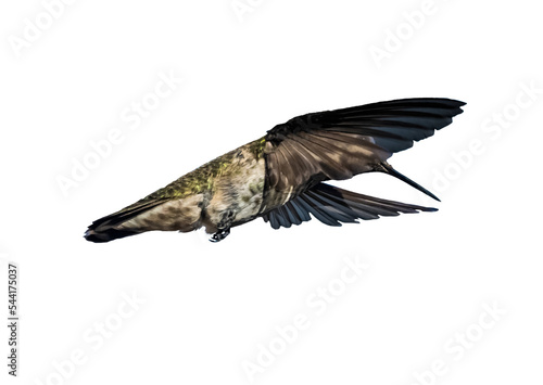 Black-chinned Hummingbird (Archilochus alexandri) Photo, in Flight on a Transparent Background