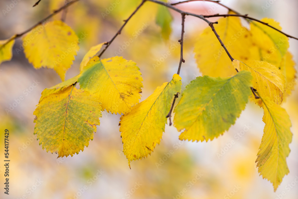 Yellow birch leaves on a blurred background. Yellow birch leaves on a blurred background.