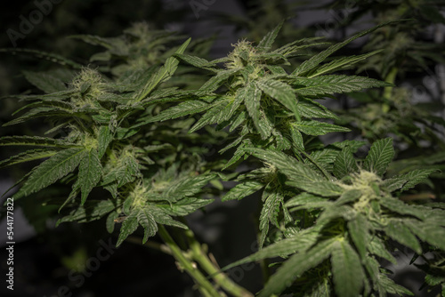 Indoor growing of MOB variety of marijuana flower with green blooms and leafs