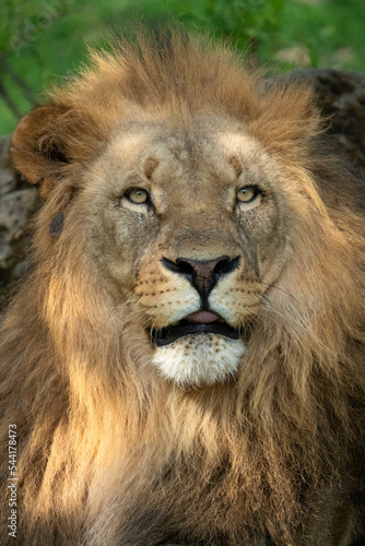 Katanga Lion or Southwest African Lion  panthera leo bleyenberghi. Head Close Up. Natural Habitat. Big lion with dark mane in the green grass in the savanna.Portrait of an african lion in the green. 