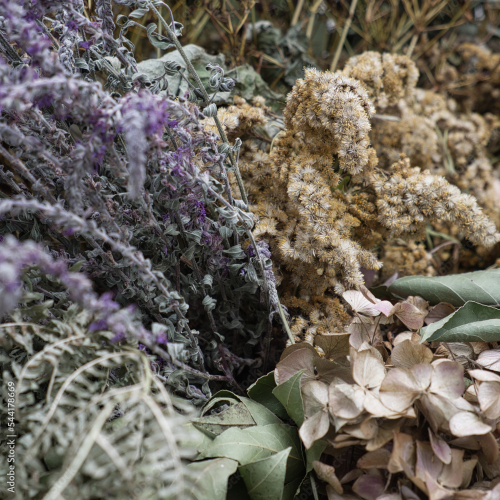Fiori secchi invecchiati, natura morta