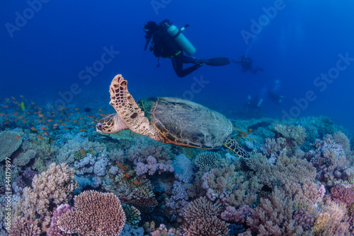 Wallpaper Mural tortoise turtle diver Torontodigital.ca