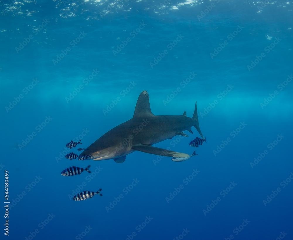 Obraz premium underwater fish shark