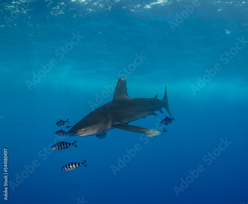  underwater fish shark