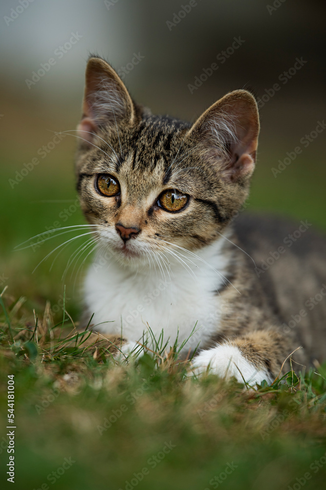 Tabby cat in a summer garden