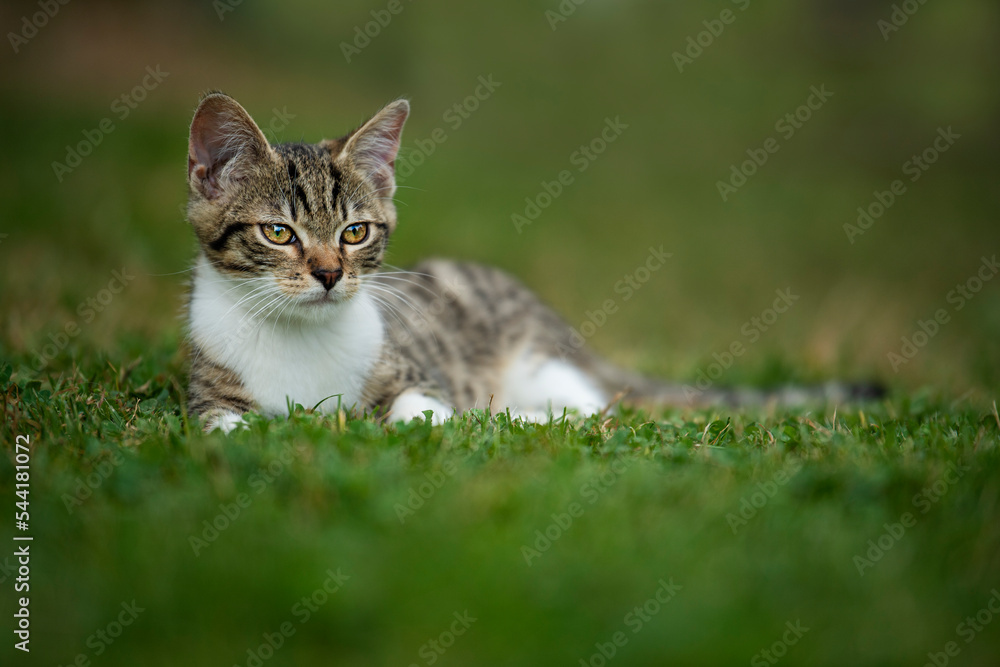 Tabby cat in a summer garden