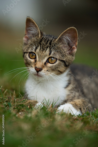 Tabby cat in a summer garden