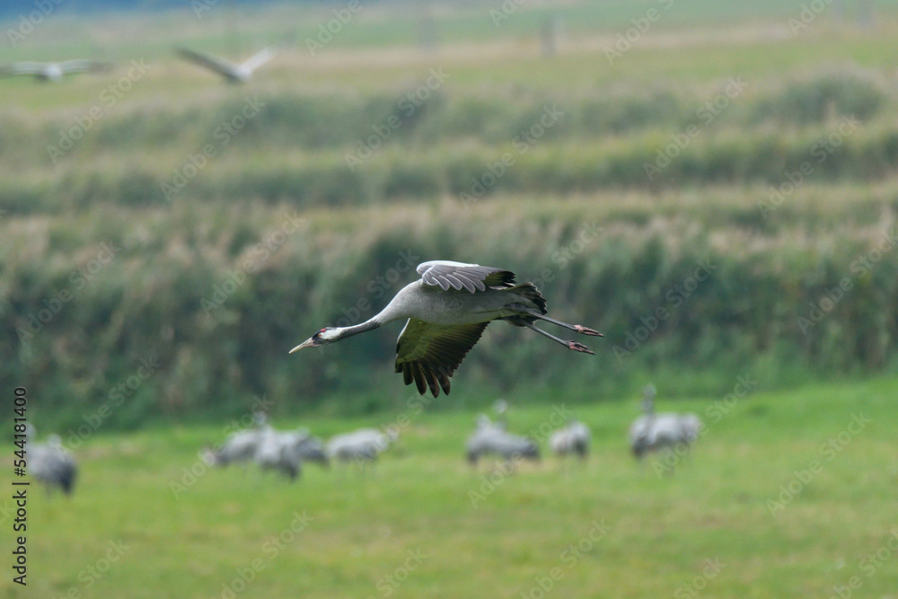 Fototapeta premium Kranich im Flug