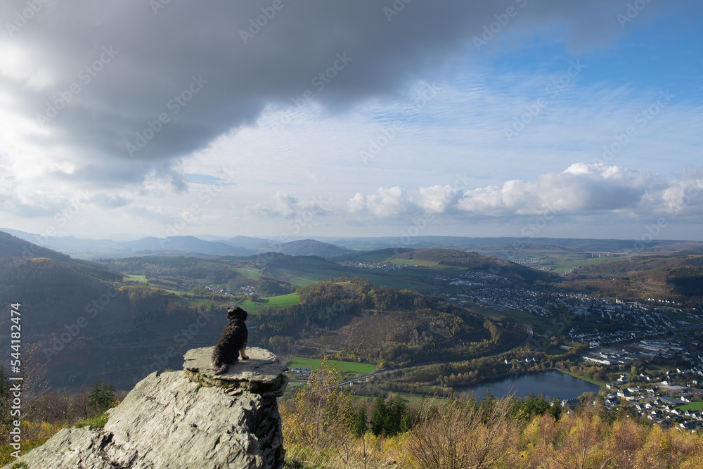 Maltipu Hund, Mischling aus Malteser und Pudel, genießt nach dem wandern, vom Gipfel, die wunderschöne Aussicht