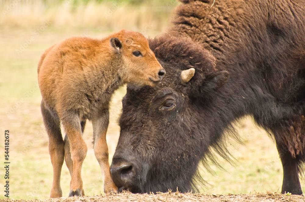 a big bison mother with her newborn calf a big bison mother with her newborn calf
