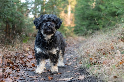Portrait von Maltipu Hund  Malteser Pudel Mix  im Wald 