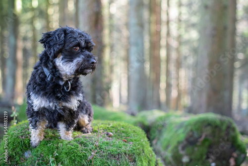 Wallpaper Mural Portrait von Maltipu Hund, Malteser/Pudel Mix, im Wald  Torontodigital.ca