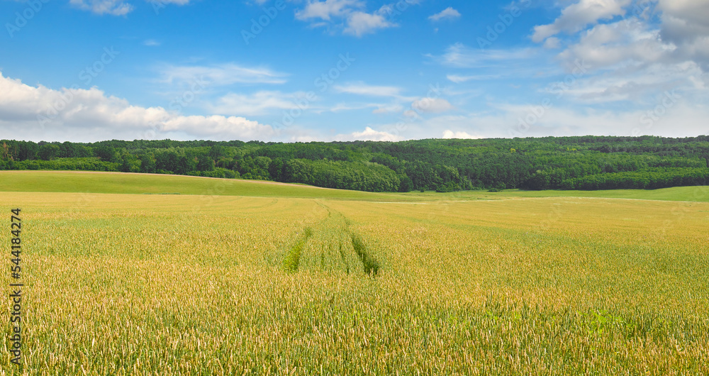 wheat field and blue sky. Wide photo.