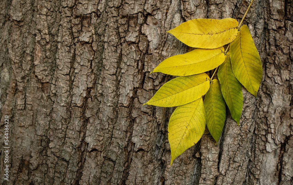 yellow leaves on the bark of a tree