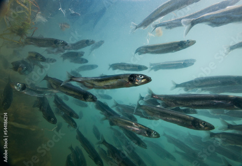 Spawning Capelin, Greenland