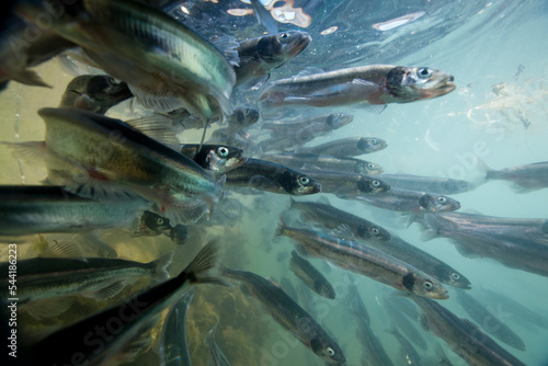 Spawning Capelin, Greenland