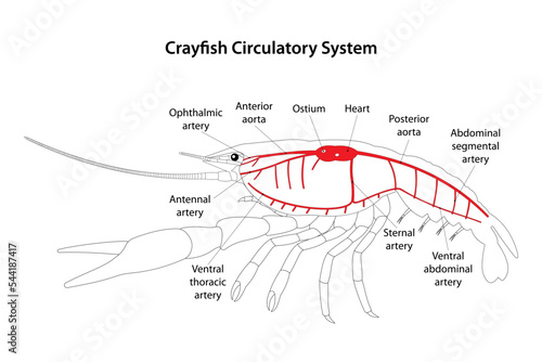 Crayfish Circulatory System.